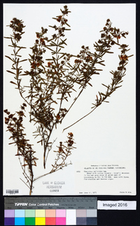 Hypericum galioides image