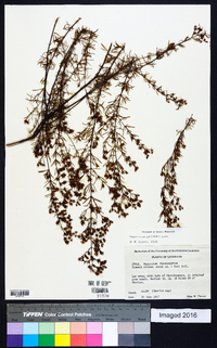 Hypericum galioides image