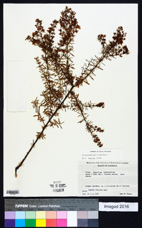 Hypericum galioides image