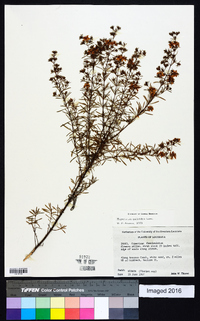 Hypericum galioides image