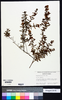 Hypericum galioides image