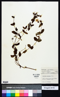 Hypericum graveolens image