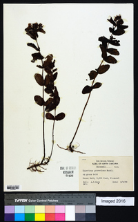 Hypericum graveolens image