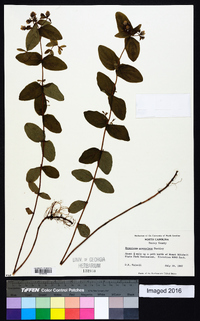 Hypericum graveolens image