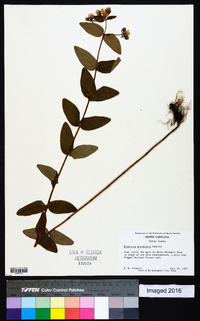 Hypericum graveolens image