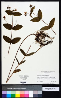 Hypericum graveolens image