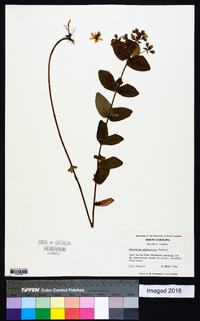 Hypericum graveolens image