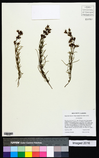 Hypericum densiflorum image