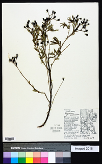 Hypericum kalmianum image