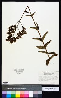Hypericum lanuginosum image