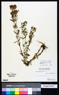 Hypericum majus image