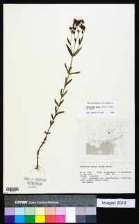 Hypericum majus image