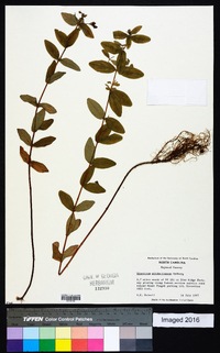 Hypericum mitchellianum image