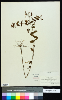 Hypericum mutilum var. latisepalum image