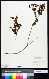 Hypericum myrtifolium image