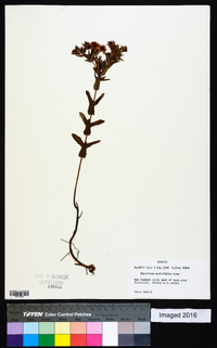 Hypericum myrtifolium image