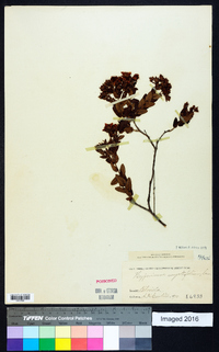 Hypericum myrtifolium image