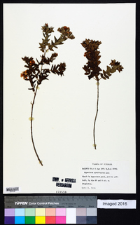Hypericum myrtifolium image