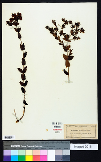 Hypericum myrtifolium image