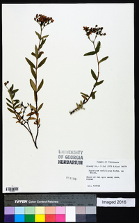 Hypericum nudiflorum image