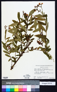 Hypericum nudiflorum image