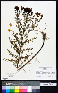 Hypericum perforatum image