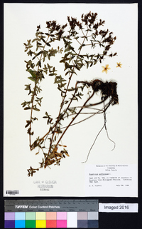 Hypericum perforatum image