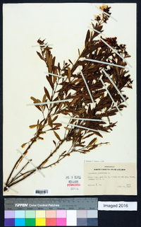 Hypericum prolificum image