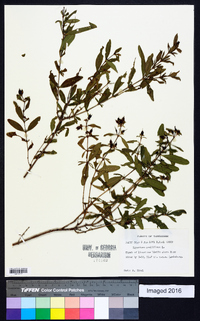 Hypericum prolificum image