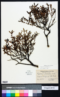 Hypericum prolificum image