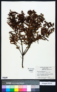 Hypericum prolificum image