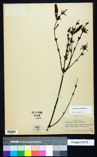 Hypericum prolificum image