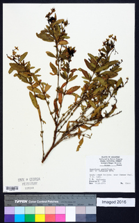 Hypericum prolificum image