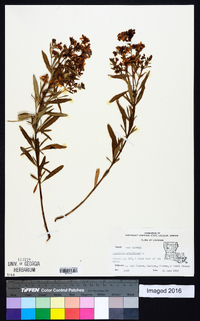 Hypericum prolificum image