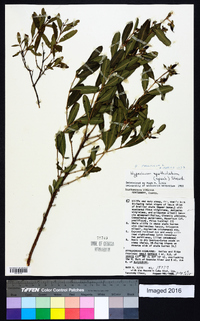 Hypericum prolificum image