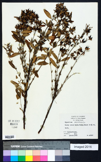 Hypericum prolificum image