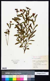 Hypericum prolificum image