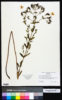 Hypericum pseudomaculatum image