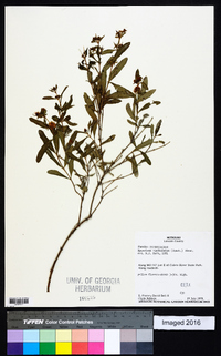 Hypericum prolificum image