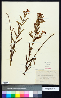 Hypericum sphaerocarpum image