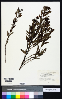 Hypericum sphaerocarpum image