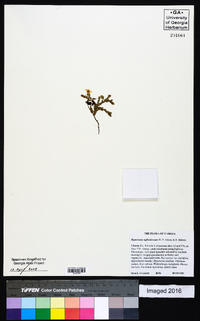 Hypericum suffruticosum image