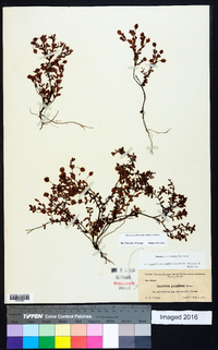 Hypericum suffruticosum image