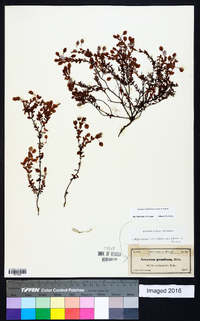 Hypericum suffruticosum image