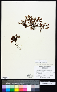 Hypericum suffruticosum image