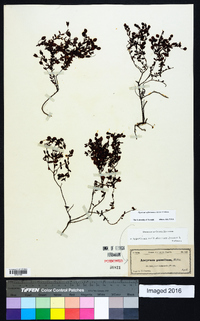 Hypericum suffruticosum image