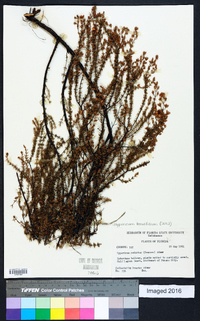 Hypericum piriai image
