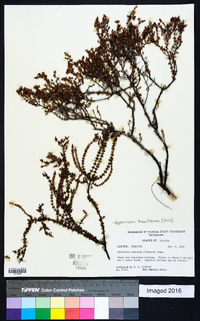 Hypericum piriai image