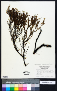 Hypericum piriai image