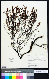 Hypericum piriai image